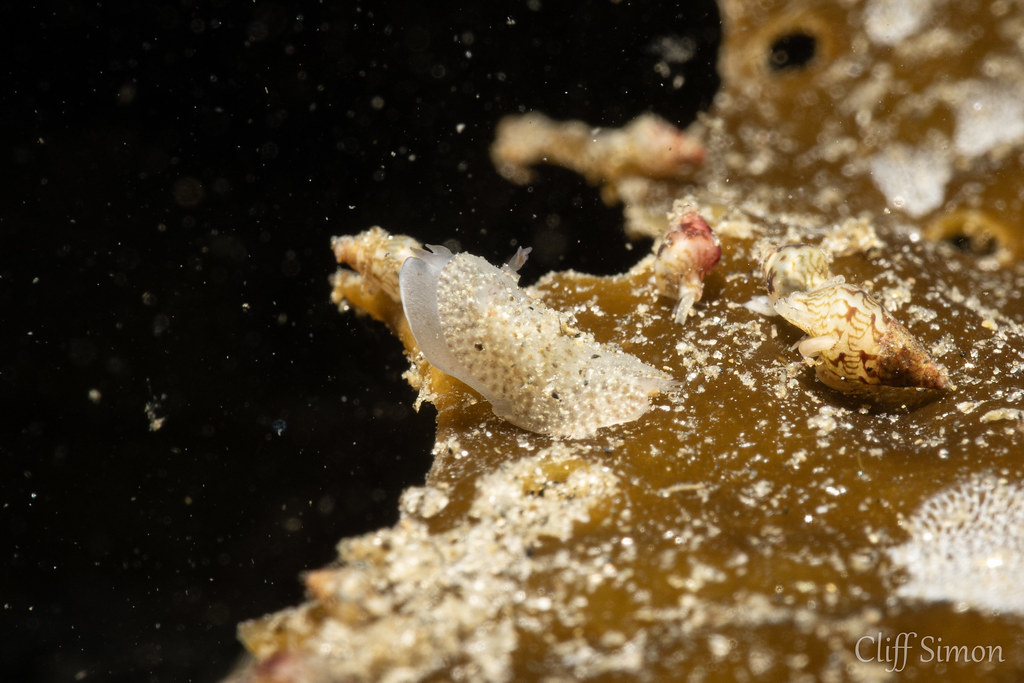 Nudibranch, Pacific Corambe, Corambe pacifica