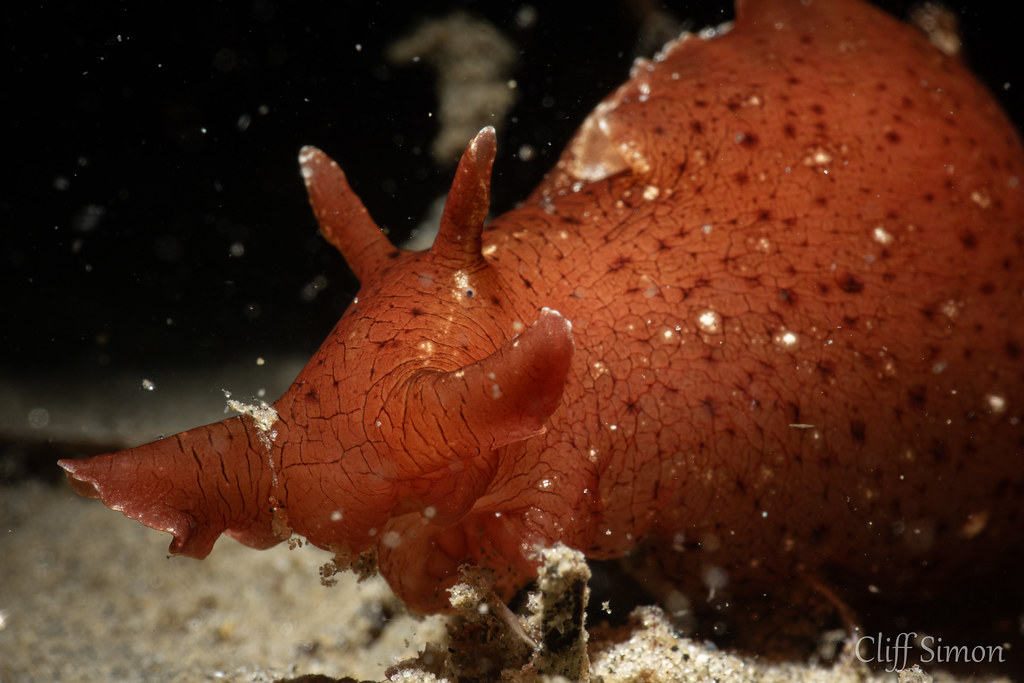 California Seahare, Aplysia californica
