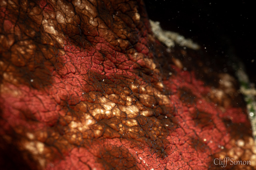 California Seahare, Aplysia californica