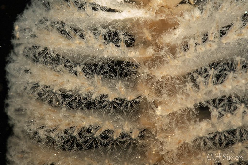 White Sea Pen, Stylatula elongata