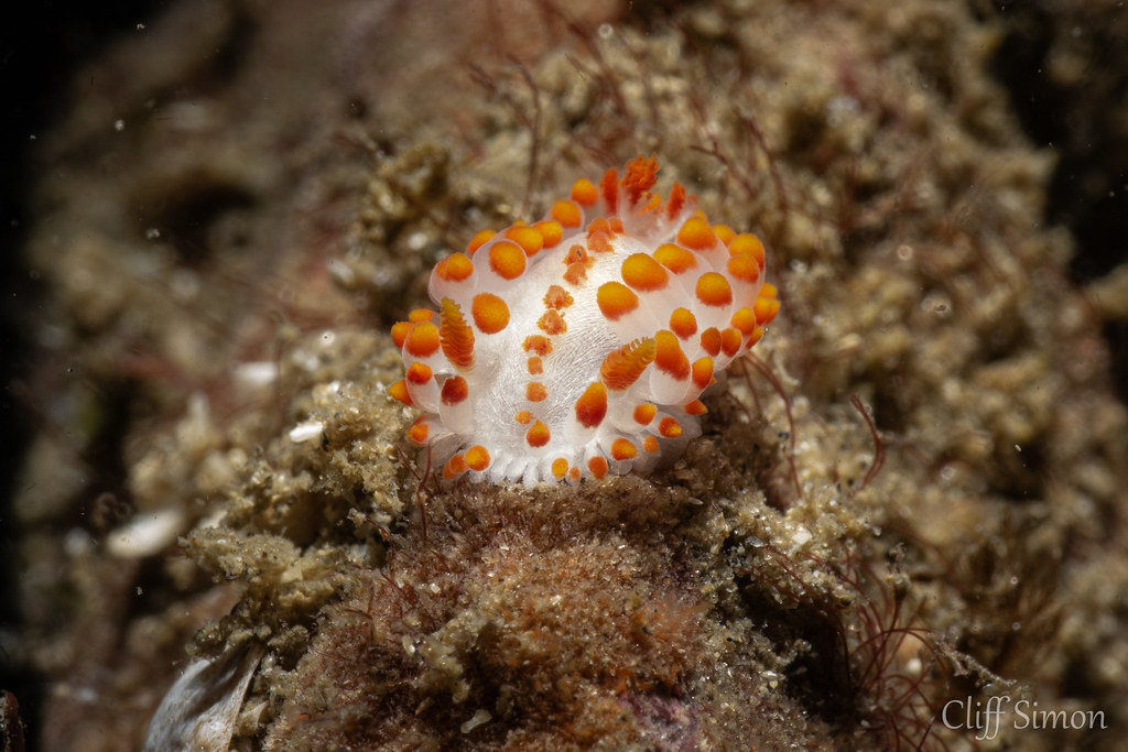 McDonald's Dorid, Limacia mcdonaldi, Nudibranch