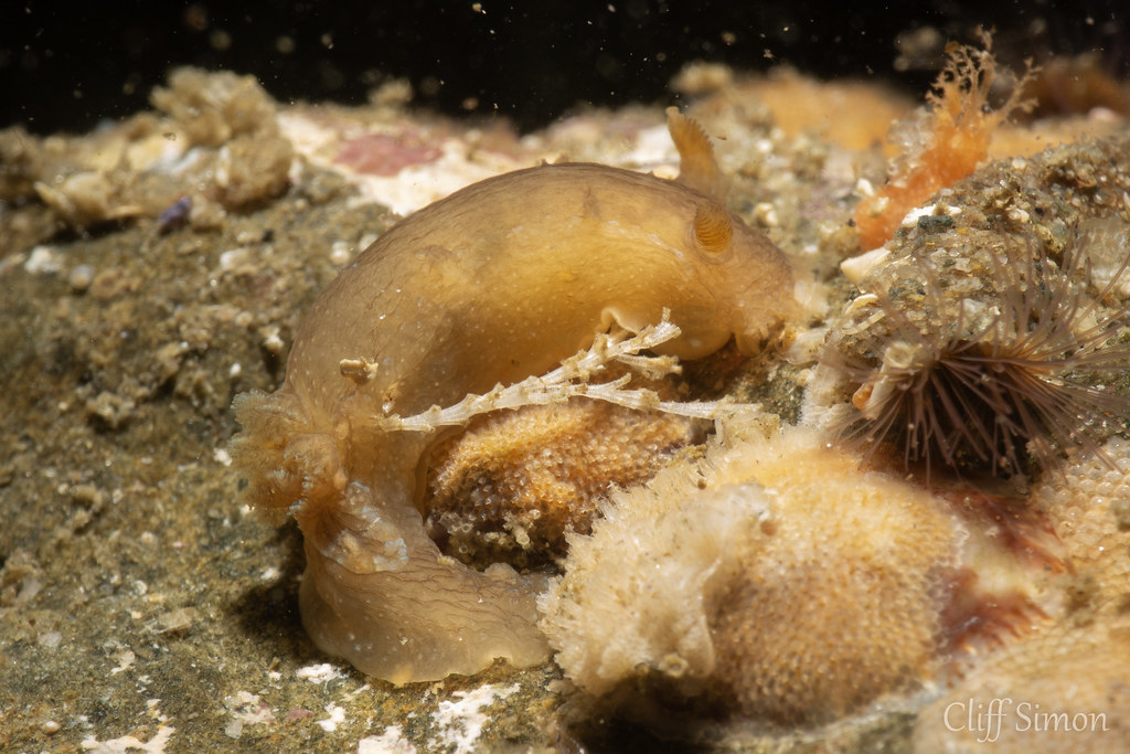 Nudibranch, Spotted Dorid, Triopha maculata