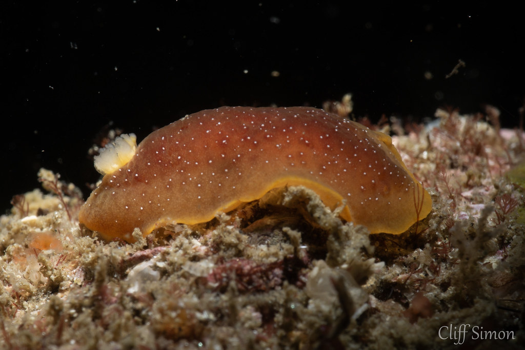 Nudibranch, White-spotted Dorid, Doriopsilla albopunctata