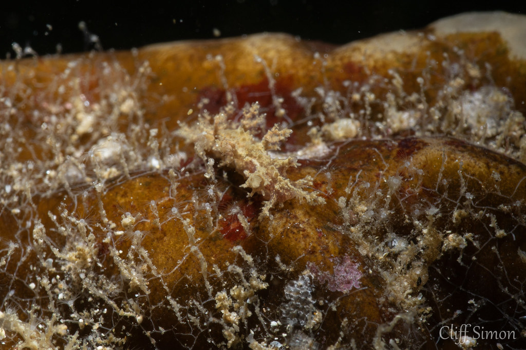 Branched Dendronotid, Dendronotus venustus, Nudibranch