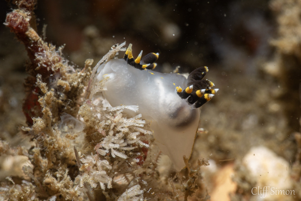 Nudibranch, Three Colored Dorid, Polycera tricolor