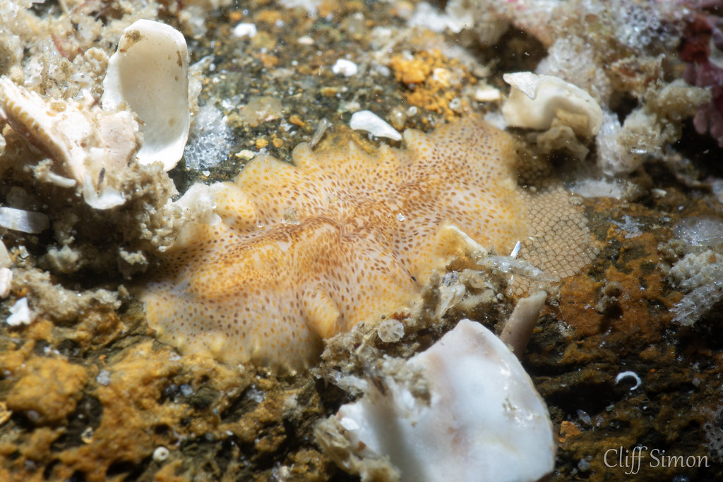 A type of flatworm, can't find an identification for this one.