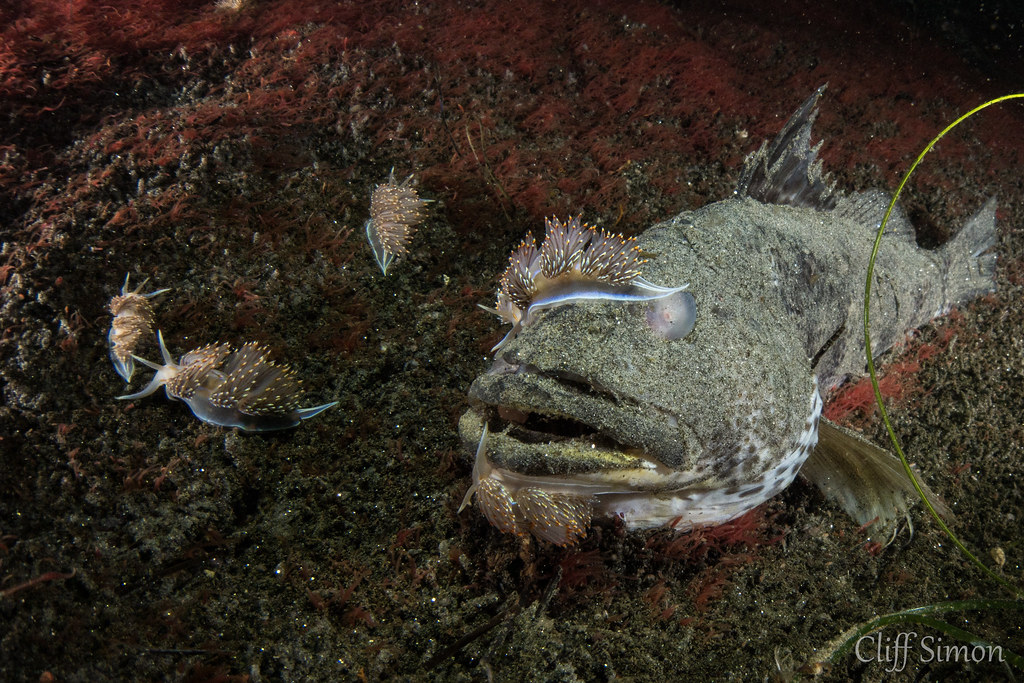 Nudibranch, Opalescent Nudibranch, Hermissenda opalescens