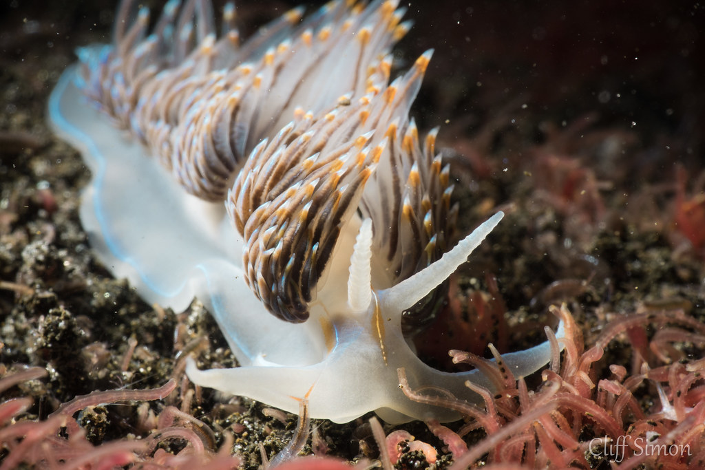 Nudibranch, Opalescent Nudibranch, Hermissenda opalescens