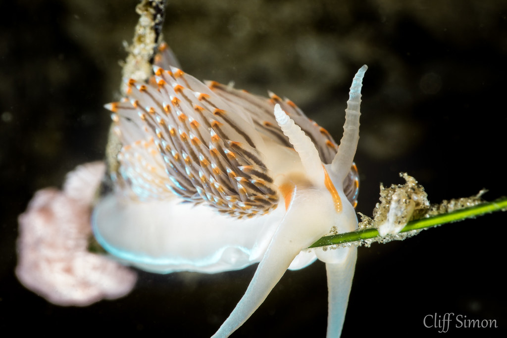 Nudibranch, Opalescent Nudibranch, Hermissenda opalescens