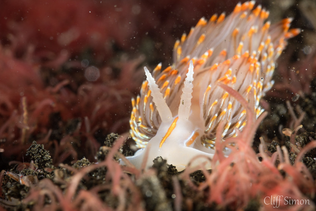 Nudibranch, Opalescent Nudibranch, Hermissenda opalescens