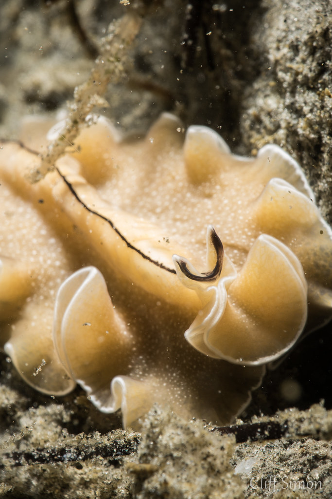 White Flatworm, Pseudoceros luteus