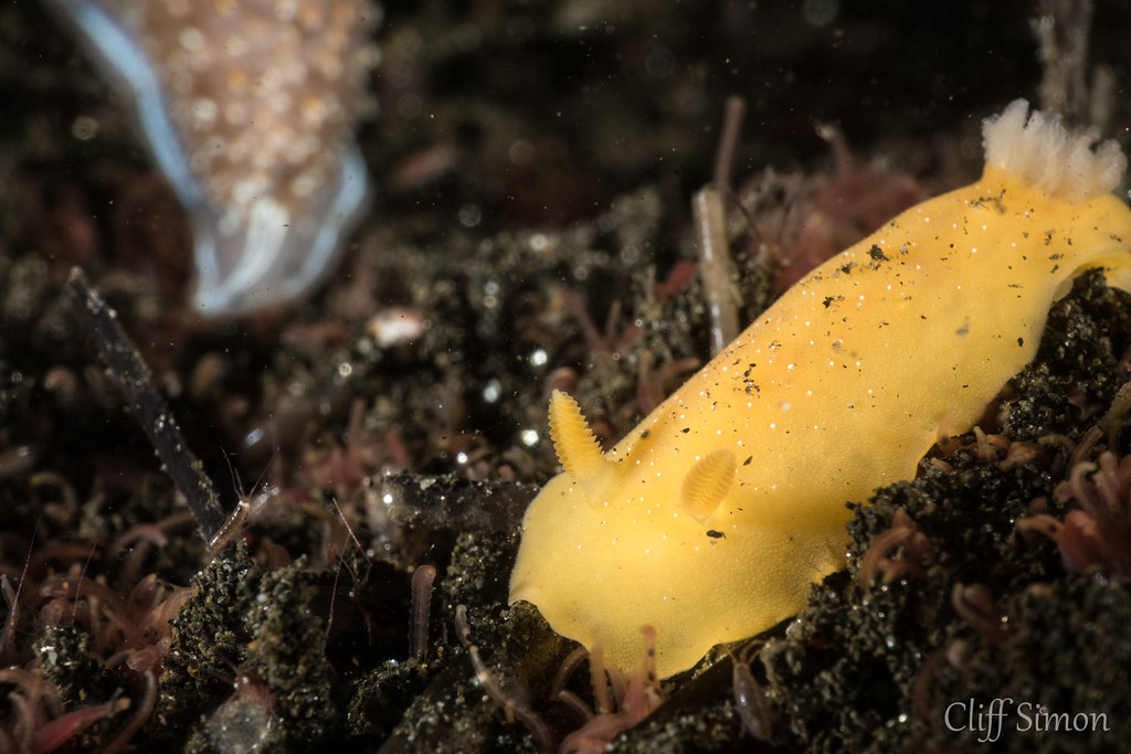 Nudibranch, White-speckled Dorid, Doriopsilla fulva