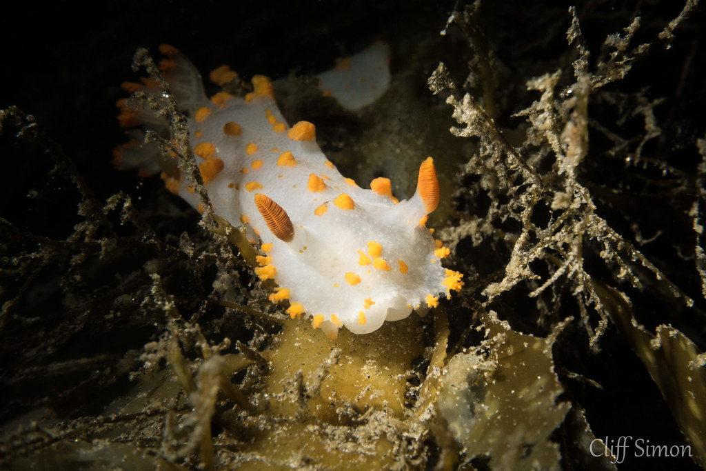 Clown Dorid, Tiopha Catalinae, Nudibranch