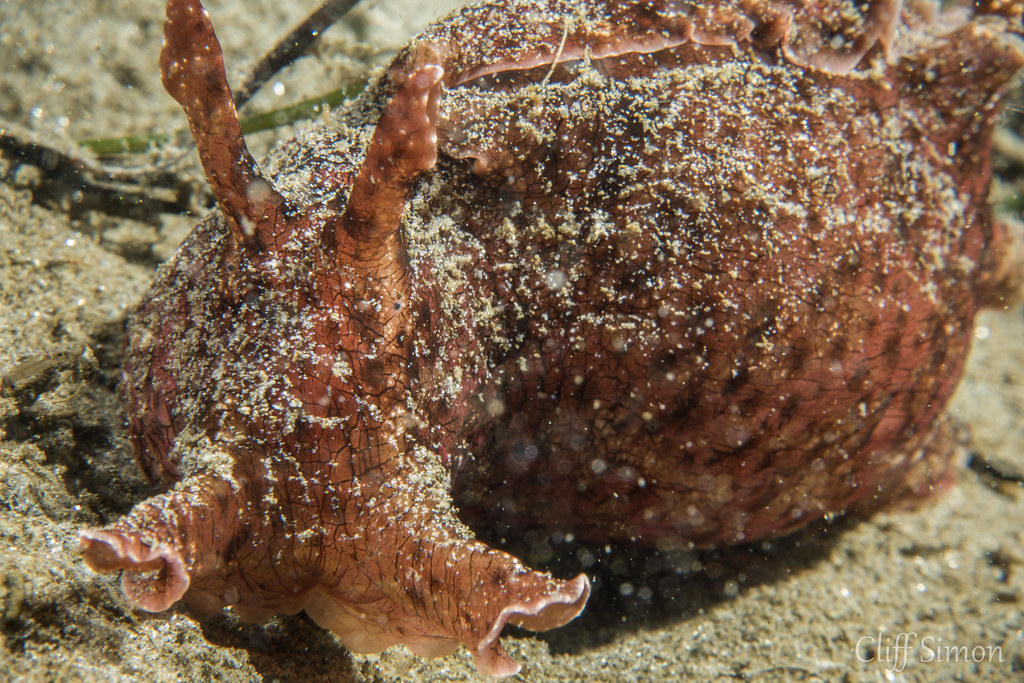 California Seahare, Aplysia californica