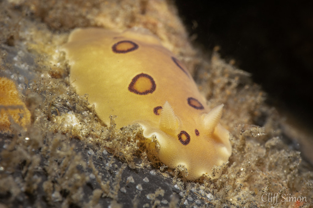 Nudibranch, San Diego Dorid, Diaulula sandiegensis