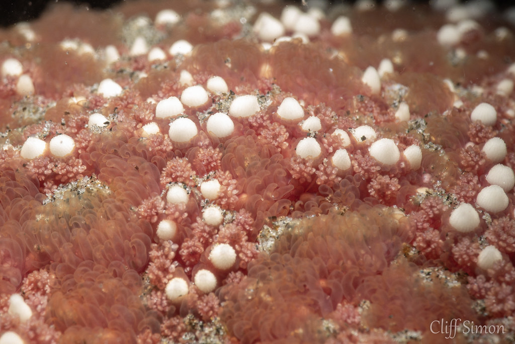 Close up of the ochre stars skin. Ochre Star, Pisaster ochraceus