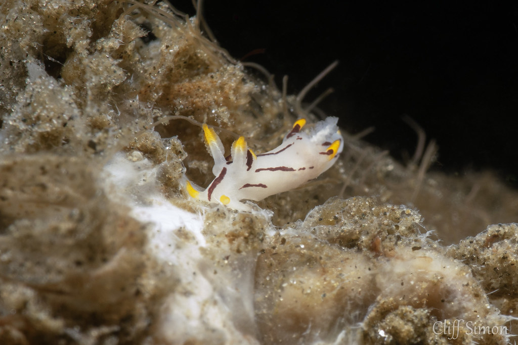 Nudibranch, Swift Trapania, Trapania velox