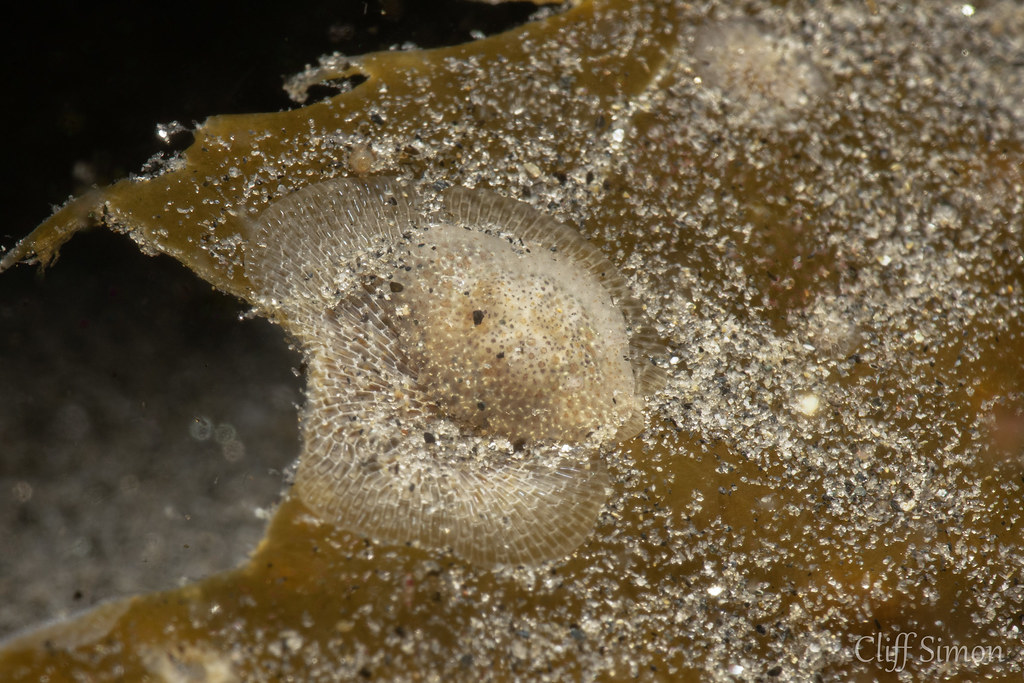Nudibranch, Pacific Corambe, Corambe pacifica