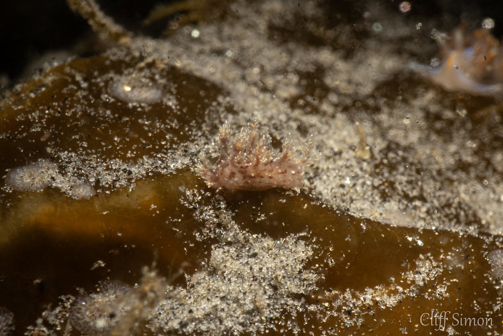 Branched Dendronotid, Dendronotus venustus, Nudibranch