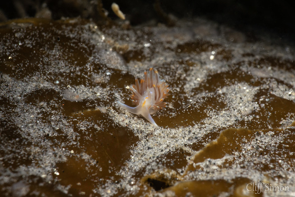 Nudibranch, Opalescent Nudibranch, Hermissenda opalescens