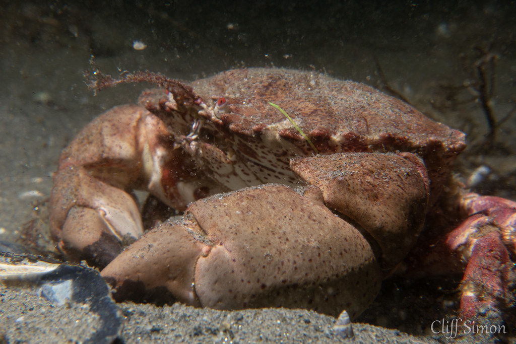 Brown Rock Crab, Cancer antennarius