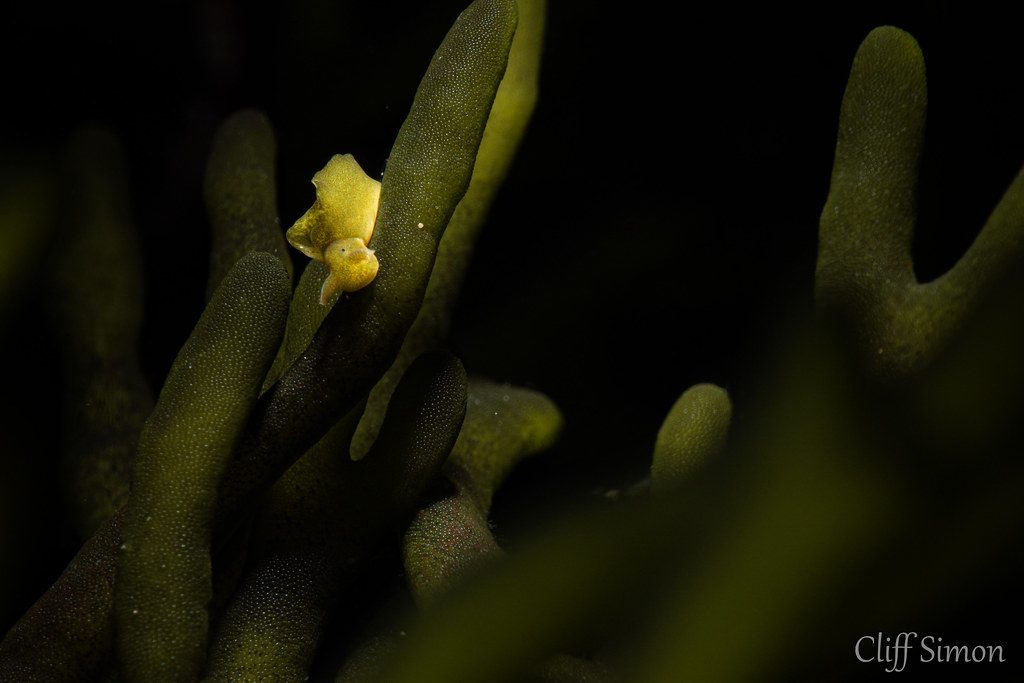 Hedgpeth's Sapsucker, Elysia hedgpethi, Nudibranch