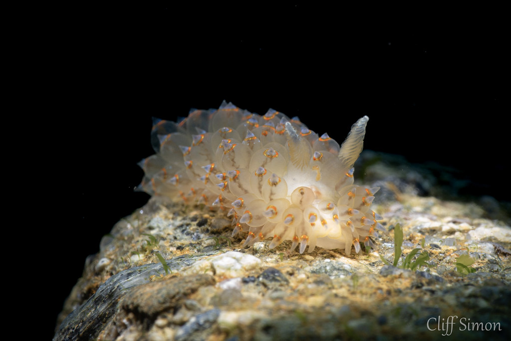 Cockscomb Nudibranch, Antiopella barbarensis, Nudibranch