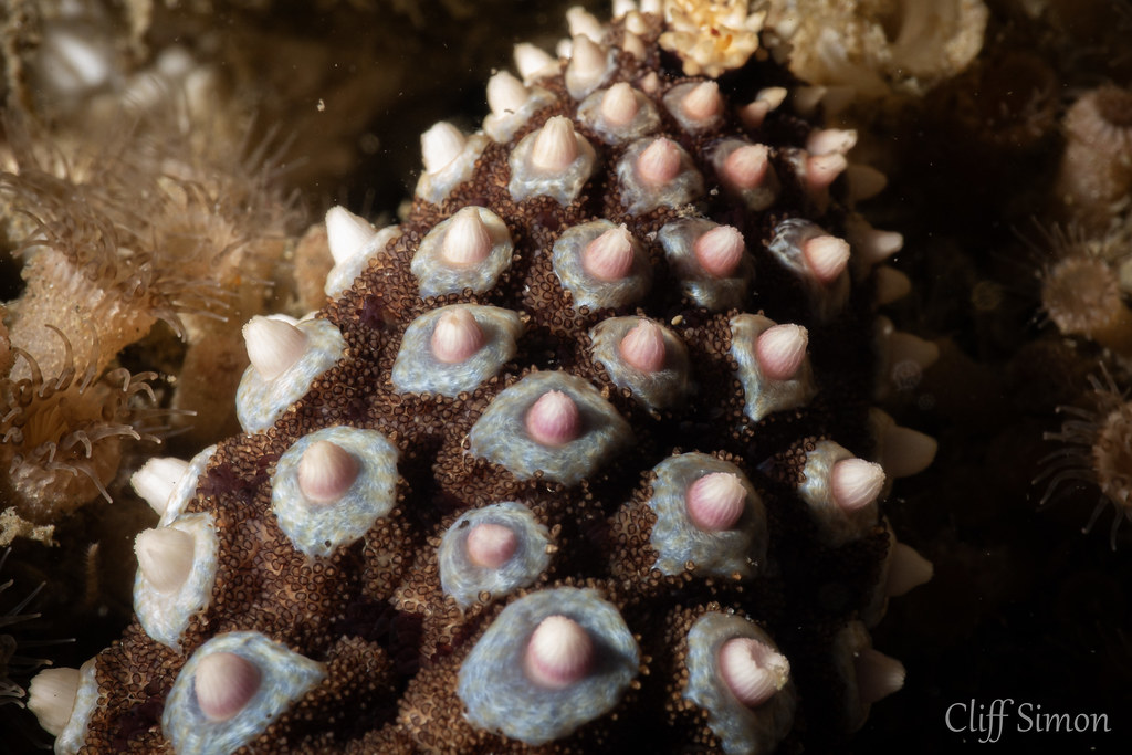 Giant Spined Star, Pisaster giganteus
