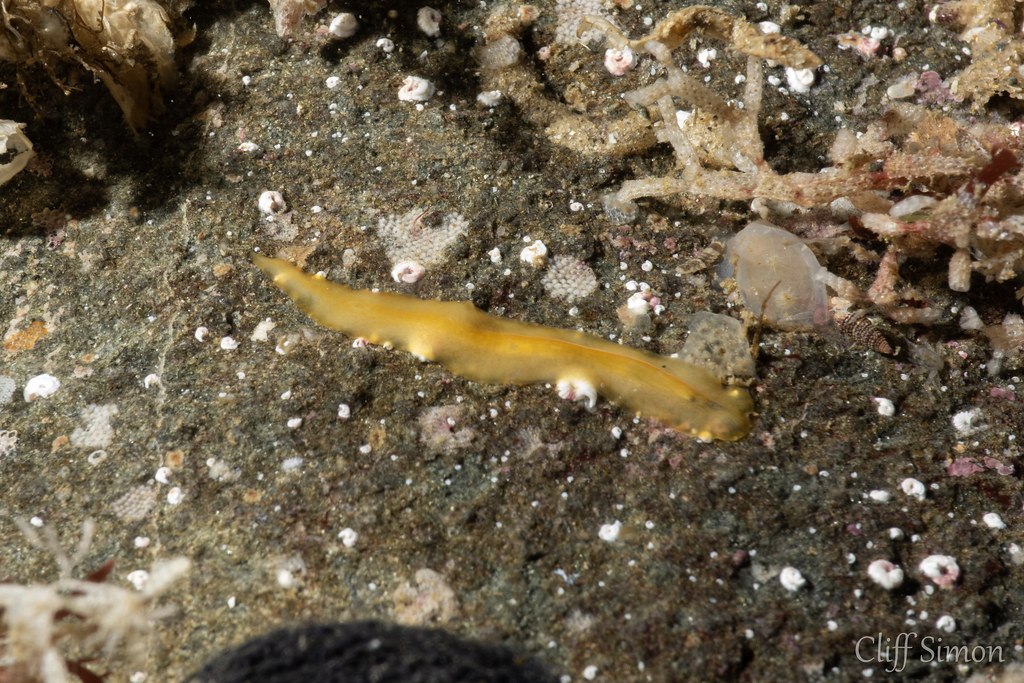 Prosthiostomum latocelis