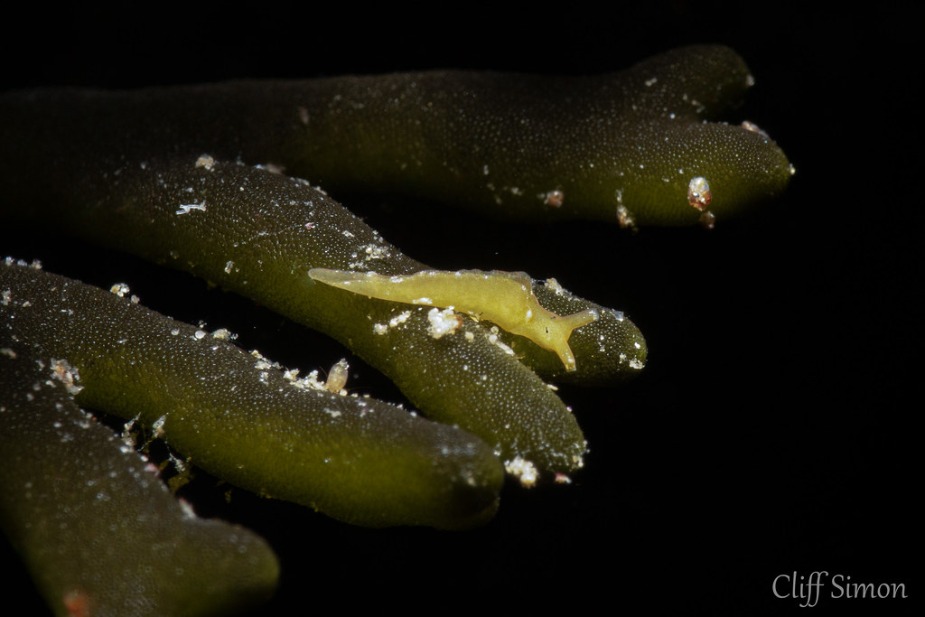 Hedgpeth's Sapsucker, Elysia hedgpethi, Nudibranch