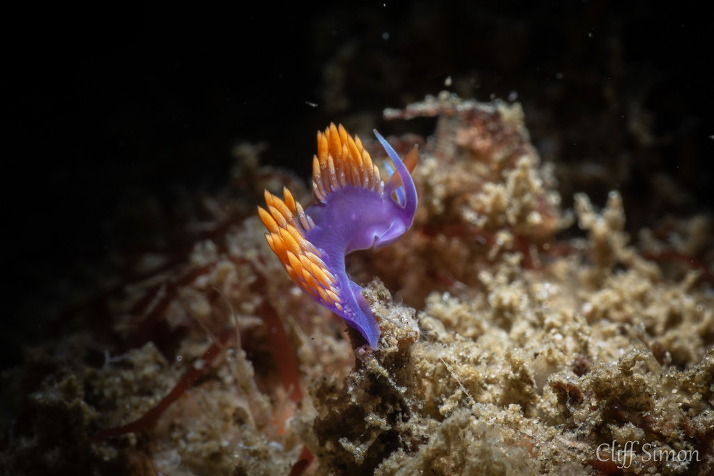 Nudibranch, Spanish Shawl, Flabellina Iodinea