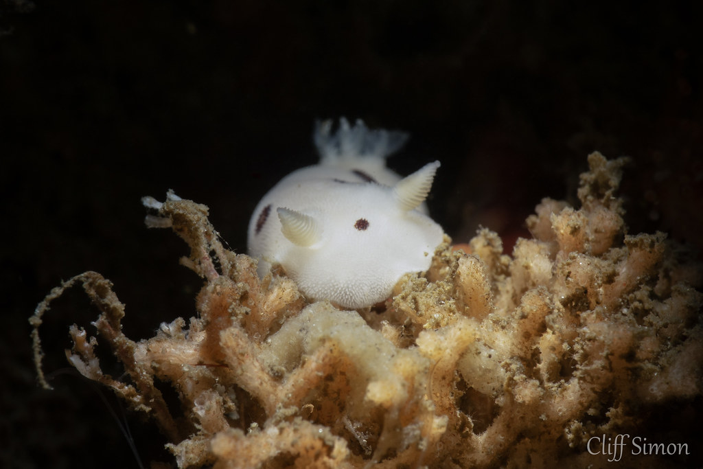 Nudibranch, San Diego Dorid, Diaulula sandiegensis