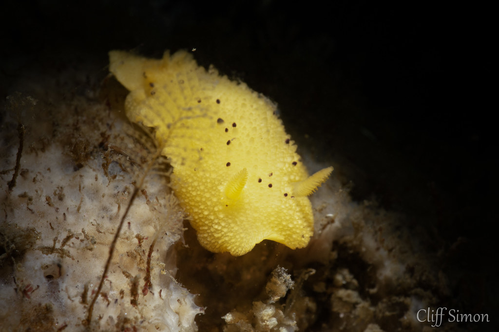 Monterey Sea Lemon, Doris montereyensis, Nudibranch