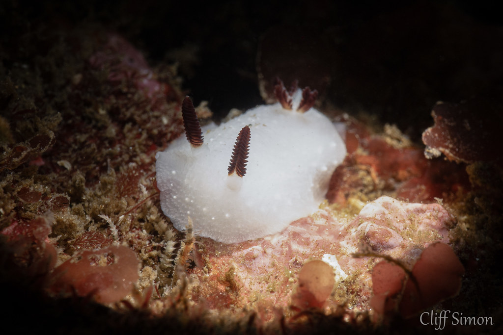 Limbaughs' Cadlina, Cadlina limbaughorum, Nudibranch