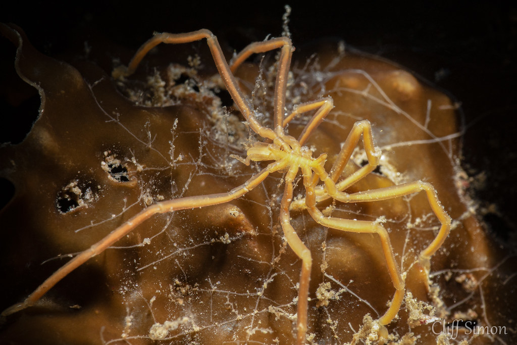 Sea Spider, Phynchothorax philopsammum