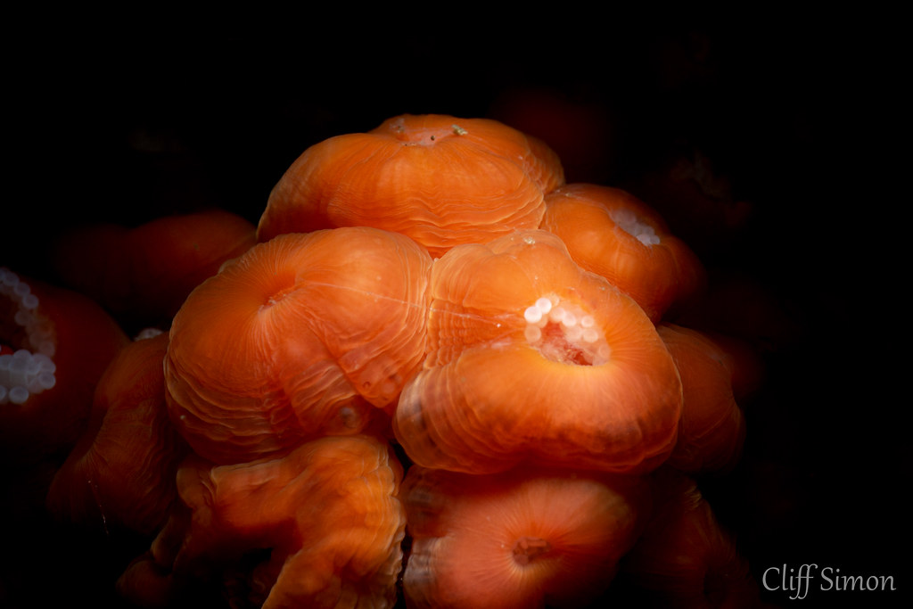 Strawberry Anemone, Corynactis californica