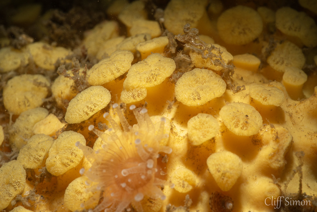 Sulphur Boring Sponge, Cliona celata