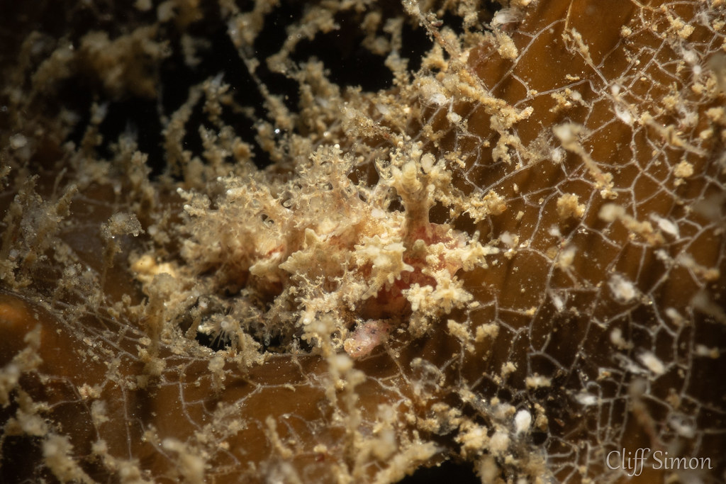 These guys blend in so well. Branched Dendronotid, Dendronotus venustus, Nudibranch