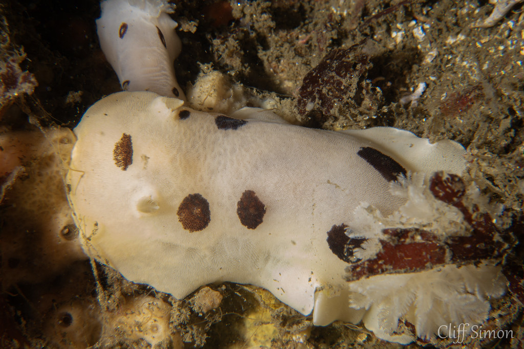 Biggest San Diego Dorid I've ever seen by a large margin. The smaller one in this picture is what I used to consider as a "bigger" sized San Diego Dorid. Nudibranch, San Diego Dorid, Diaulula sandiegensis