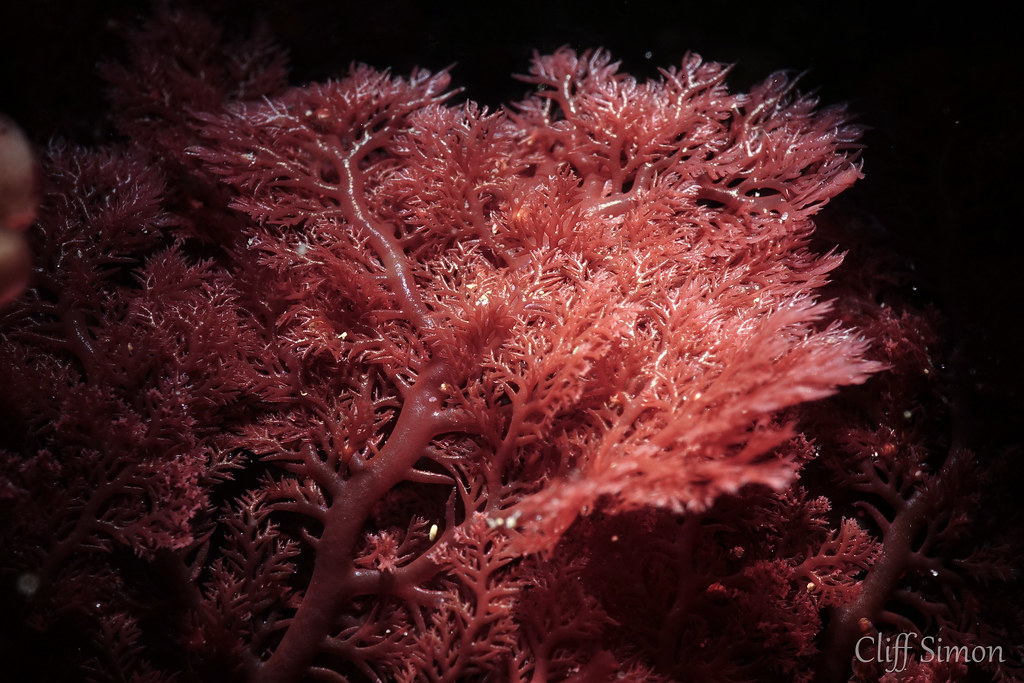 Sea Comb, Plocamium cartilagineum
