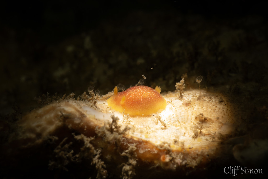 Nudibranch, White-spotted Dorid, Doriopsilla albopunctata