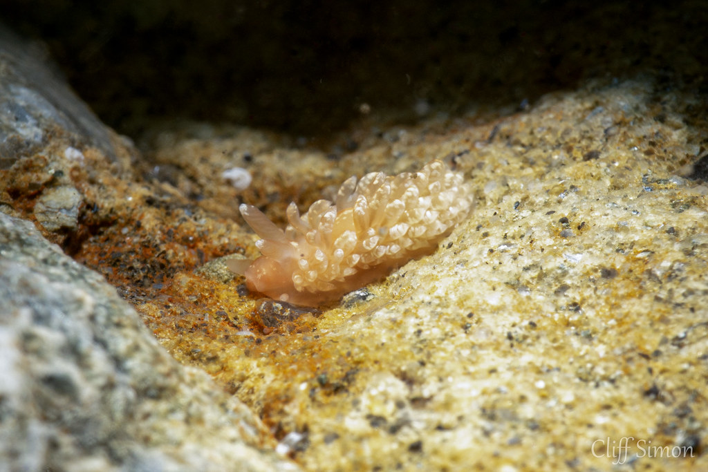 Colorful Aeolid, Anteaeolidiella chromosoma, Nudibranch