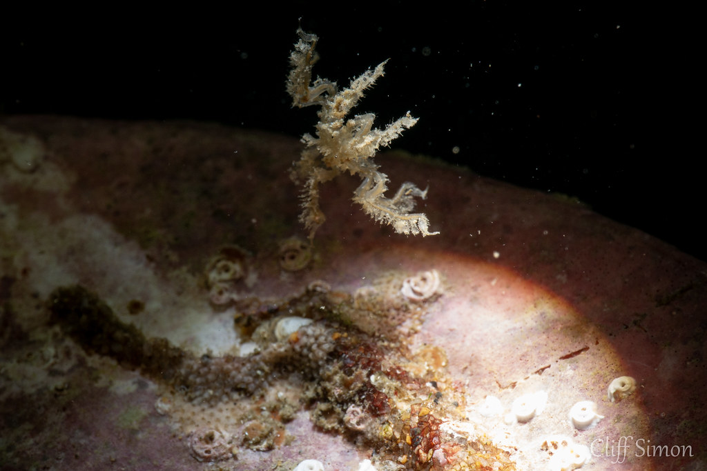 This guy just would not stay on its shell :(. Sea Spider, Phynchothorax philopsammum