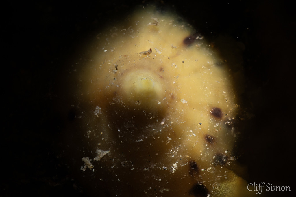 Mushroom Sidegill, Tylodina fungina