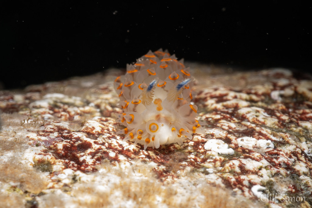 Cockscomb Nudibranch, Antiopella barbarensis, Nudibranch