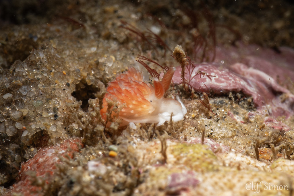 Nudibranch, Olives Aeolid, aeolidiella oliviae