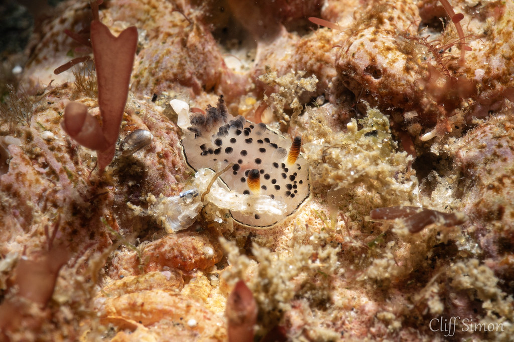 Black-tipped Spiny Dorid, Acanthodoris rhodoceras, Nudibranch