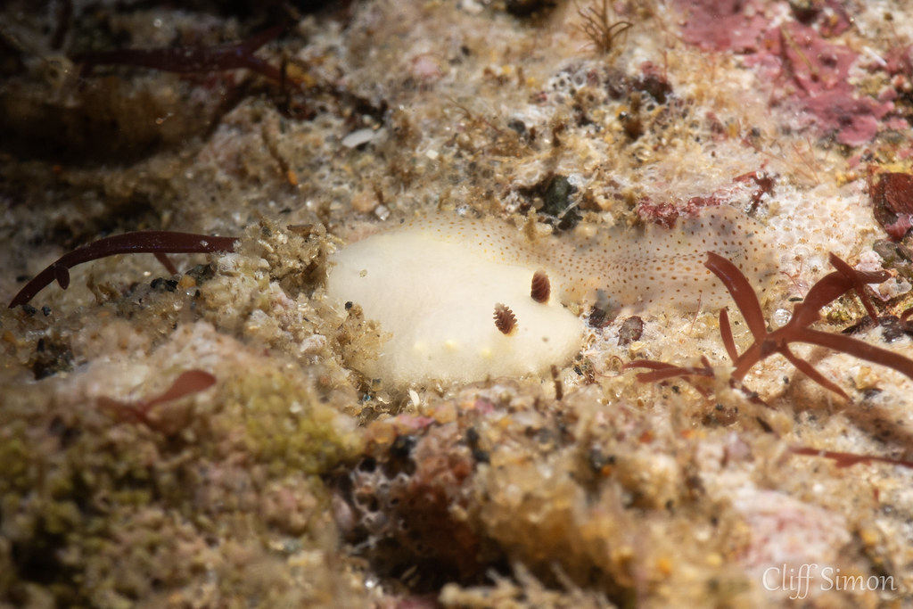 A two in one! Didn't even notice the flatworm passing by. Nudibranch, Polyclad Flatworm sp, Enchiridium punctatum, Yellow-spotted Cadlina, Cadlina flavomaculata