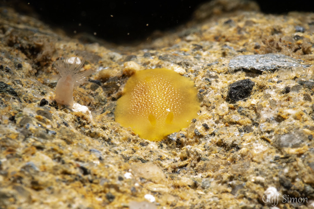 Nudibranch, White-spotted Dorid, Doriopsilla albopunctata