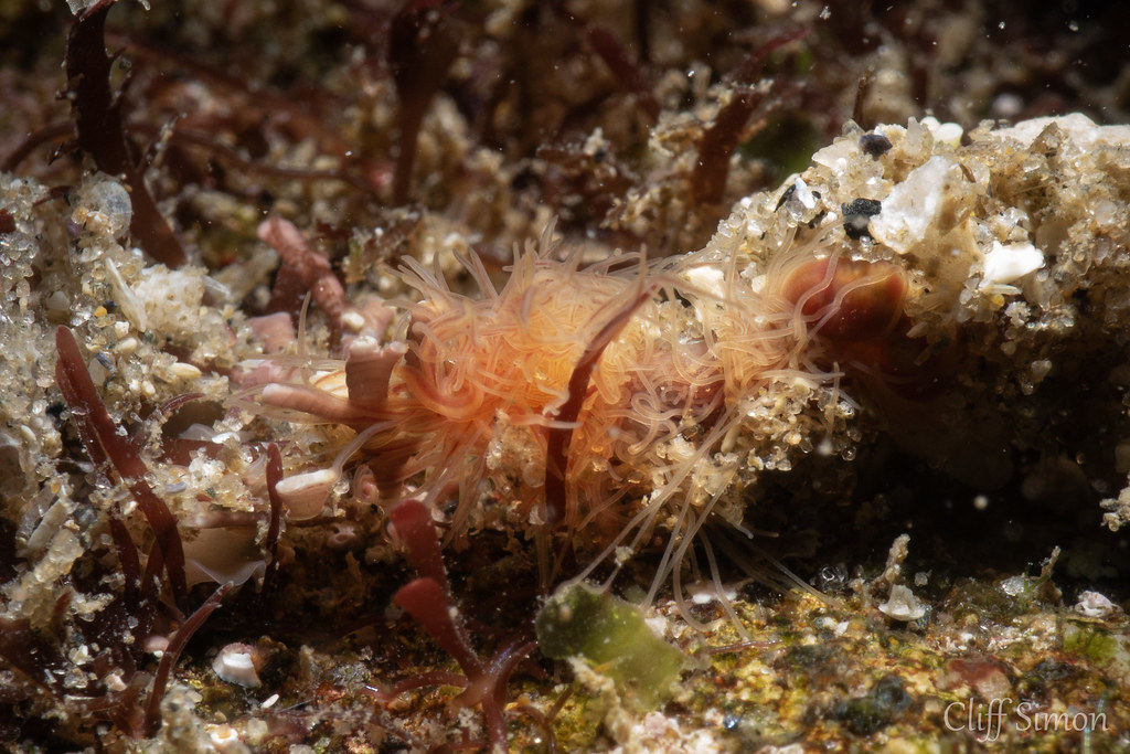Some sort of worm. 